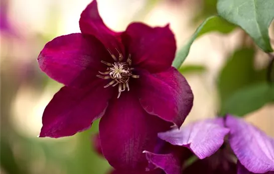 Clematis 'Rouge Cardinal'