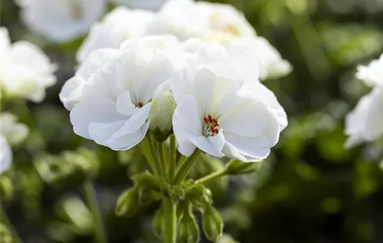 Pelargonium zonale 'Sunrise® Paloma'