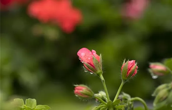 Pelargonium peltatum 'Royal® @Coral'