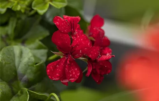 Pelargonium peltatum 'Royal® @Red'