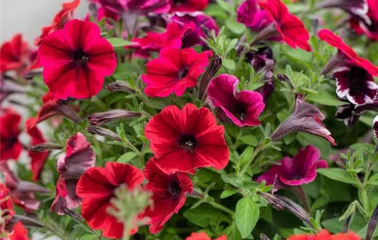 Petunia 'Sweetunia Fiona Flash'