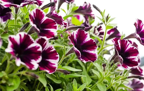 Petunia 'Sweetunia® Miss Marvel'