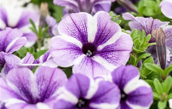 Petunia 'Sweetunia Starfish'