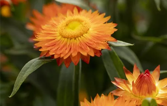 Helichrysum bracteatum 'Mohave® Orange'