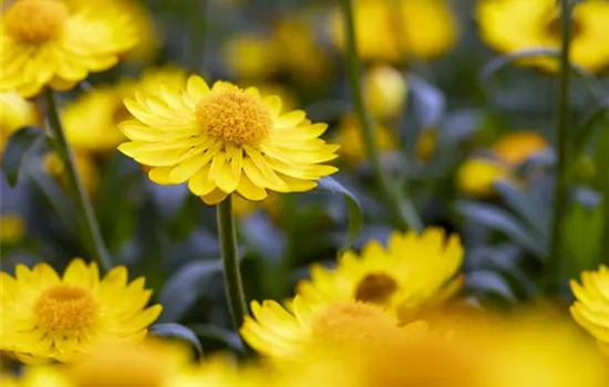 Helichrysum bracteatum 'Mohave® Basket Yellow'