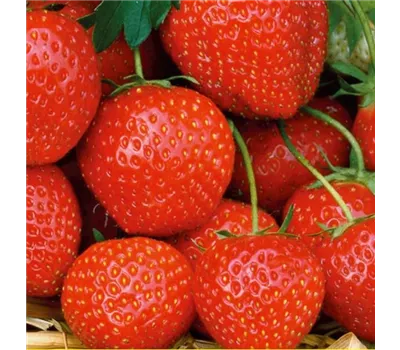 Fragaria x ananassa 'Elsanta'®