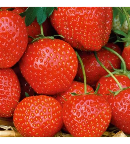 Fragaria x ananassa 'Elsanta'®