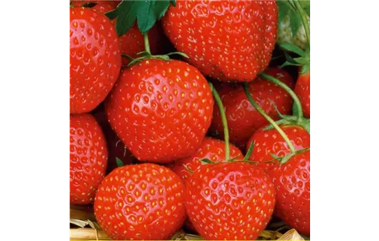 Fragaria x ananassa 'Elsanta'®