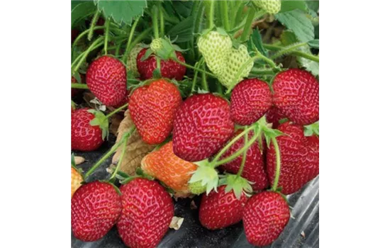 Fragaria x ananassa 'Honeoye'