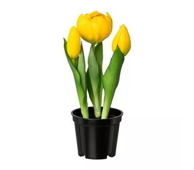 Gefüllte Tulpe im Topf 20,5cm gelb