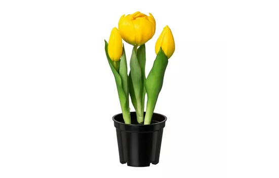 Gefüllte Tulpe im Topf 20,5cm gelb