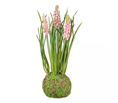 Muscari im Erdballen 22cm rosa