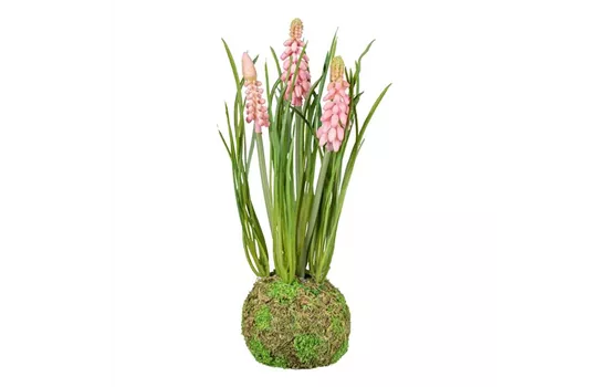 Muscari im Erdballen 22cm rosa