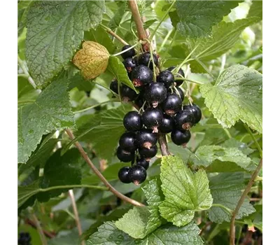 Ribes nigrum 'Titania'(s)