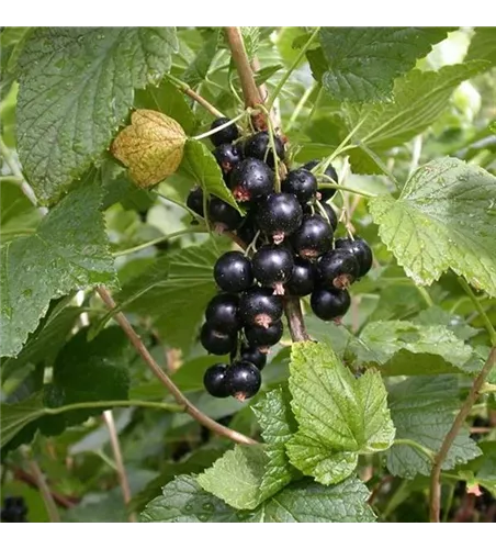 Ribes nigrum 'Titania'(s)