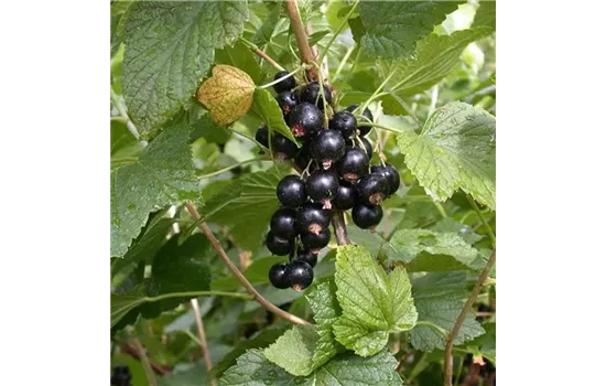 Ribes nigrum 'Titania'(s)