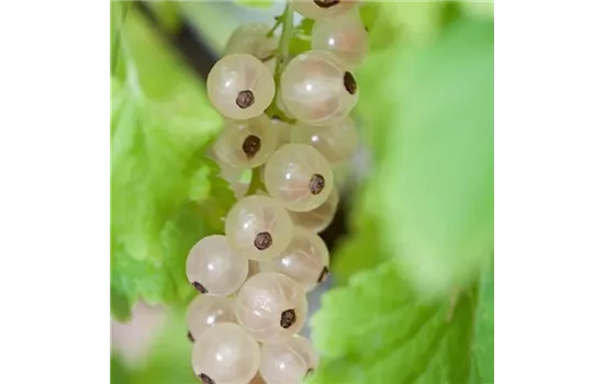 Ribes rubrum 'Weiße Versailler'