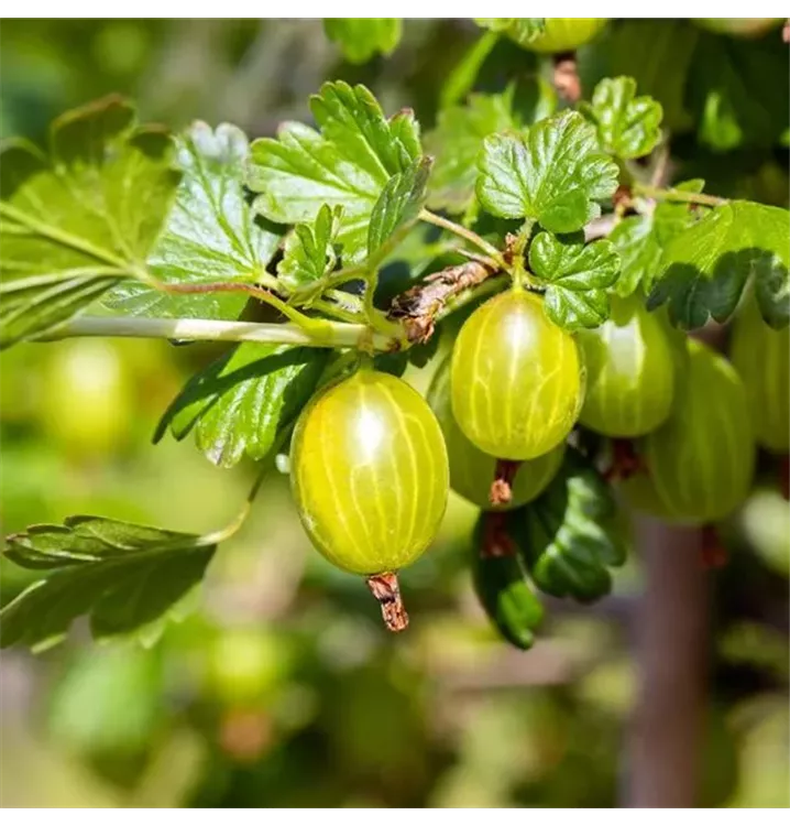 Stachelbeere 'Hinnonmäki'