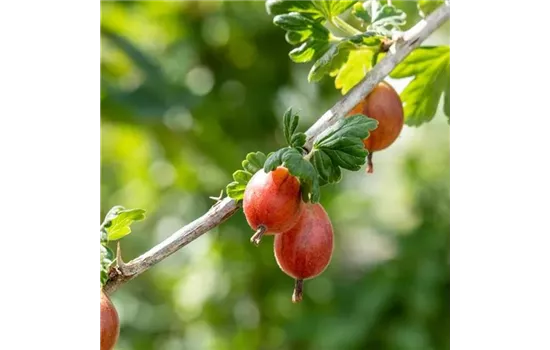 Ribes uva-crispa 'Hinnonmäki', rot