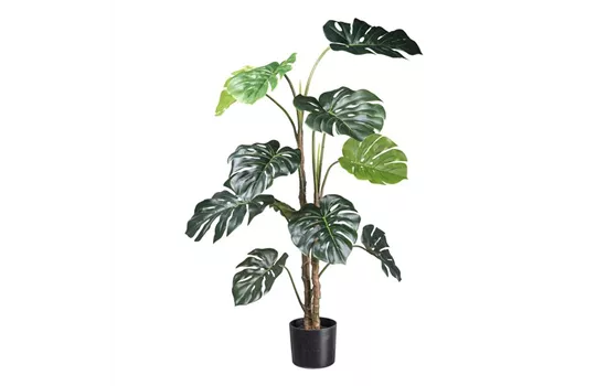 Splitphilodendron 140cm grün