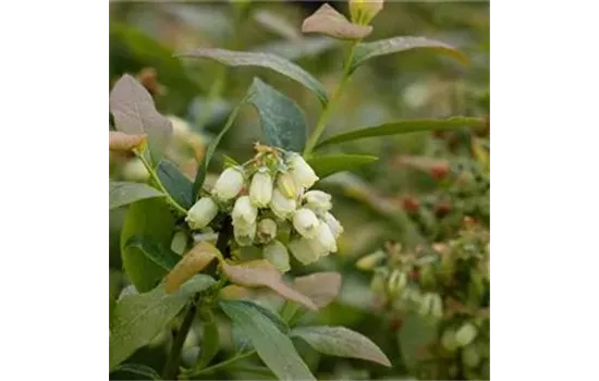 Vaccinium corymbosum 'Pink Lemonade'