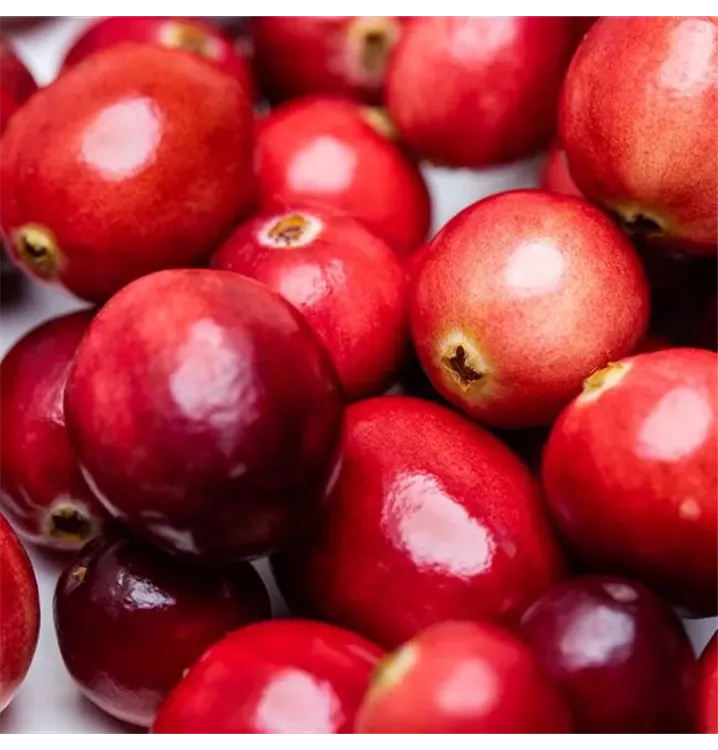 Großfrüchtige Moosbeere; Cranberry