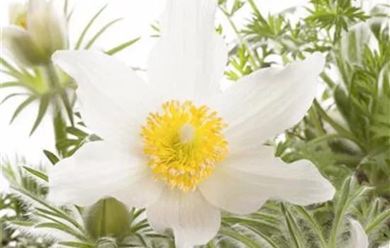 Pulsatilla vulgaris, weiß