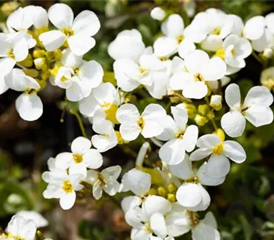 Arabis caucasica