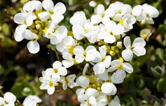 Arabis caucasica