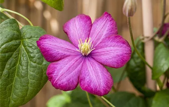 Clematis 'Ville de Lyon'