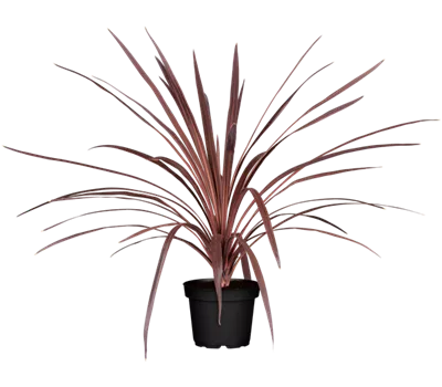 Cordyline australis 'Red Star'