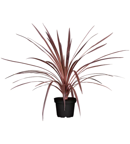 Cordyline australis 'Red Star'