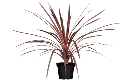 Cordyline australis 'Red Star'