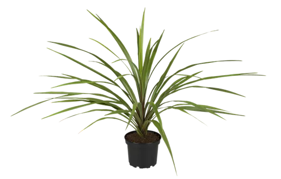 Cordyline indivisa 'Peko'