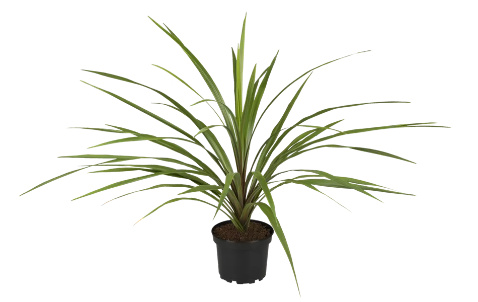 Cordyline indivisa 'Peko'