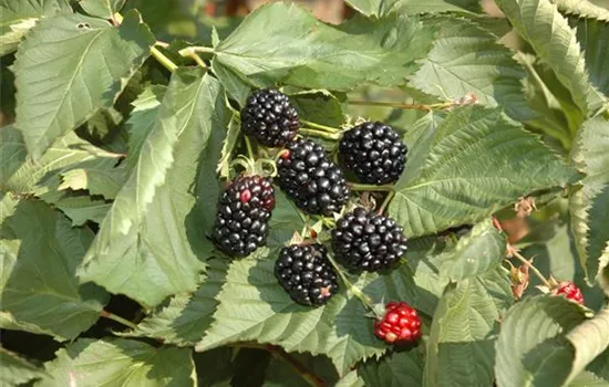 Rubus fruticosus 'Black Cascade'®