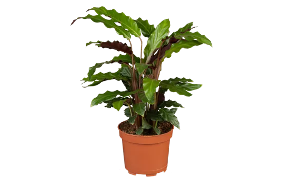 Calathea rufibarba