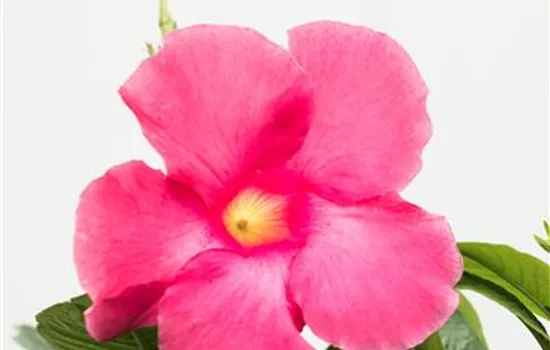 Mandevilla x amabilis, Pyramide