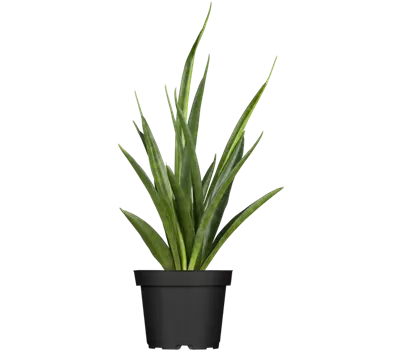 Sansevieria kirkii 'Friends'