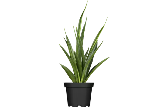 Sansevieria kirkii 'Friends'