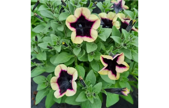 Petunia ´Deep Burgundy Picotee´