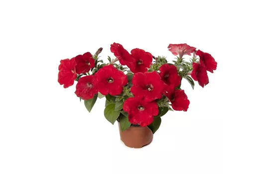 Petunia ´Sanguna Red´