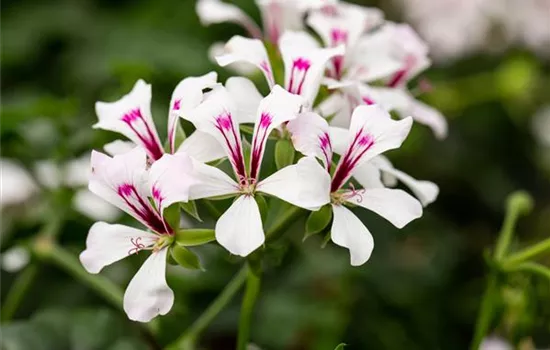 Pelargonium peltatum 'sel® Glacier White'