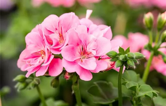 Pelargonium peltatum 'Royal® Light Pink'