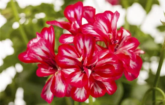 Pelargonium peltatum 'Royal® Sweet Candy'