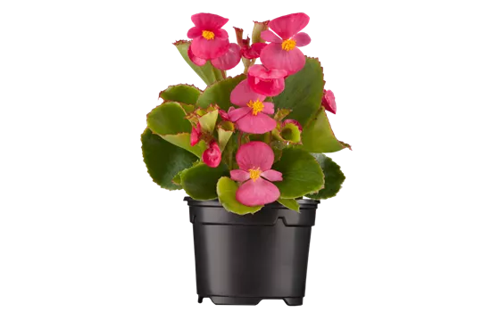 Begonia semperflorens, rosa