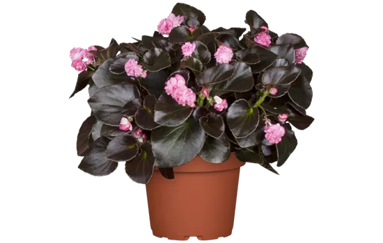 Begonia semperflorens 'Doublet® Pink'