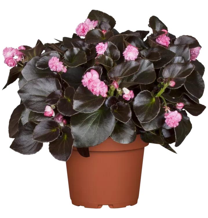 Begonie 'Doublet® Pink'