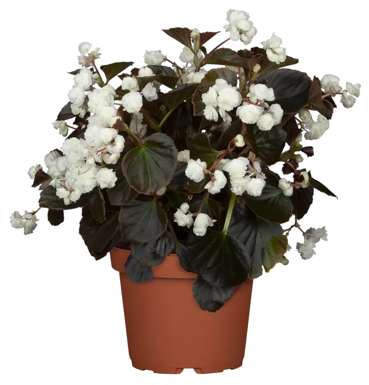 Begonie 'Doublet® White'