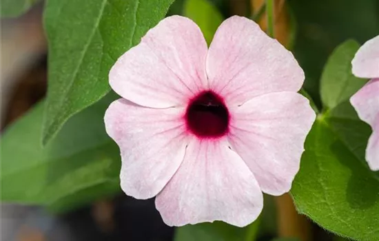 Thunbergia alata, rosa